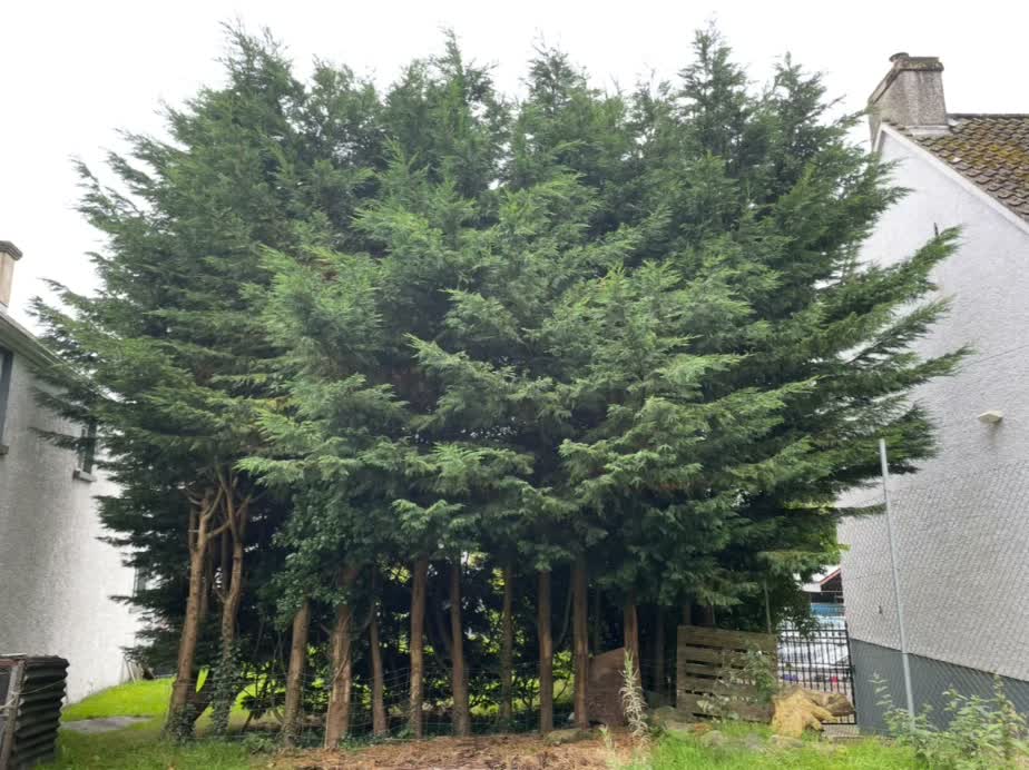 Overgrown conifer hedge before clearance